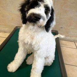 Portuguese Water Dog Puppies from Blue Marina Portuguese Water Dogs