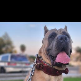 Crucial - Cane Corso
