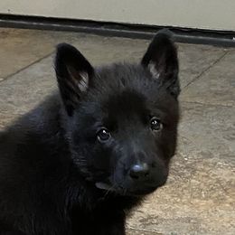 Girl 2 - Bi-color German Shepherd puppy in Stratford, Oklahoma from Vom Curtis Haus Kennels