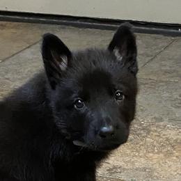 Girl 2 - Bi-color German Shepherd puppy in Stratford, Oklahoma from Vom Curtis Haus Kennels
