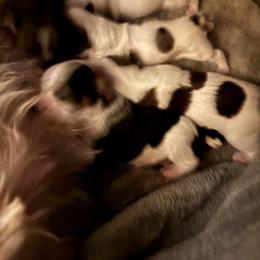 Cricket - Parti female Yorkshire Terrier puppy in Lamar, Missouri from RJ’S Classy Yorkies