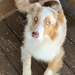 Australian Shepherds from BWINS AUSSIES
