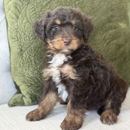 Sunscreen☀️ - Red phantom male Aussiedoodle puppy in Granbury, Texas from Triple Cross Doodles