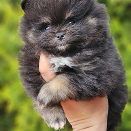Pomeranian Puppies from POMS OF CBBK