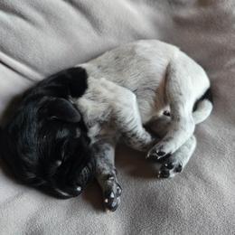 Georgie - Black roan female German Shorthaired Pointer puppy in Enfield, Illinois from Wilson Farm GSPs