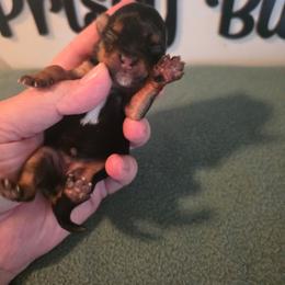 Girl 3 - Black and tan female Yorkshire Terrier puppy in Clermont, Florida from Bella's Prissy Butts