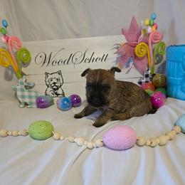 Mr Maroon - Red brindle male Cairn Terrier puppy in Savannah, Missouri from WoodSchott Cairn Terriers