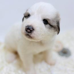 Dottie - White and badger female Great Pyrenees puppy in San Marcos, California from Faith Family Freedom Farm