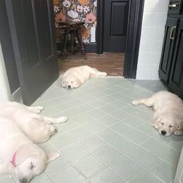 Golden Retriever Puppies from Chirping Meadows Goldens