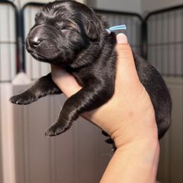 Blue Collar Girl - Sable female German Shepherd puppy in Universal City, Texas from Jaxinhaus German Shepherds