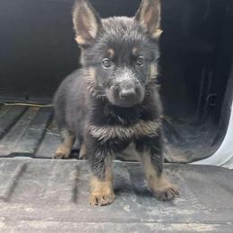 Dachshund and German Shepherd Puppies from Illyria Dox & GSD