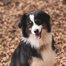 Ellie - Miniature Australian Shepherd