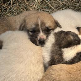 Great Pyrenees, Mastiff, and Pug Puppies from Pam’s Perfect Pugs
