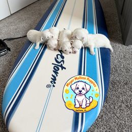 Maltese from Meyer Maltese Puppies - Deltona, FL