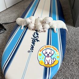 Maltese from Meyer Maltese Puppies - Deltona, FL