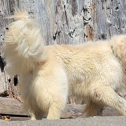 Romeo - Golden Retriever puppy from Alpine Valley Ranch-European English Cream Golden Retriever