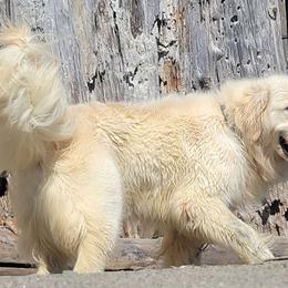 Romeo - Golden Retriever puppy from Alpine Valley Ranch-European English Cream Golden Retriever