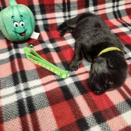 Green collar - Bi-color female German Shepherd puppy in Ramsey, Illinois from Haus-Farr German Shepherds