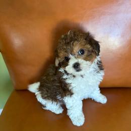 Trixie - Liver and white female Shihpoo puppy in Cedar Springs, Michigan from Pridespoodles