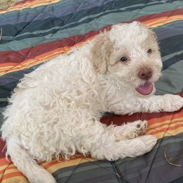 Cecelia “Cece” - Off-white Lagotto Romagnolo puppy in Silverton, Oregon from Briarwood Lagotto Romagnolos
