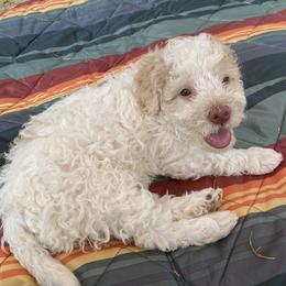 Cecelia “Cece” - Off-white Lagotto Romagnolo puppy in Silverton, Oregon from Briarwood Lagotto Romagnolos