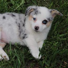 American Corgi Puppies from Diamond Corgis