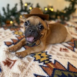 Boy 4 - male French Bulldog puppy in Hardy, Virginia from Southern Class Frenchies