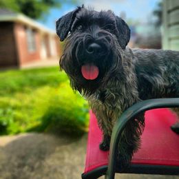 Margo - Miniature Schnauzer
