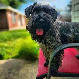 Margo - Miniature Schnauzer