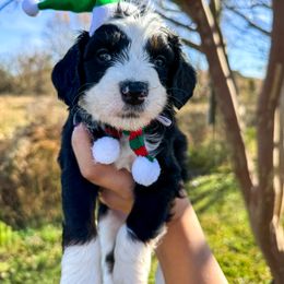 Brooks - Tri-color male Bernedoodle puppy in Rose Hill, North Carolina from Red Door Canines