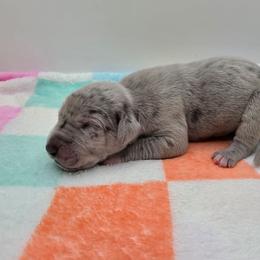 Riggs - Merle male Great Dane puppy in Kannapolis, North Carolina from Carolina Great Danes & Toy Poodles
