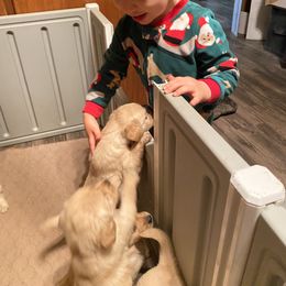 Golden Retriever Puppies from Hearth & Homestead