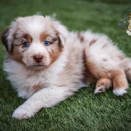 Beignet - Red merle female Australian Shepherd puppy in Buena Vista, Colorado from Wigglebutts Unlimited