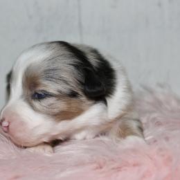 Hello kitty-2500 - Blue merle female Australian Shepherd puppy in Star City, Arkansas from Circle P Farm Australian Shepherds