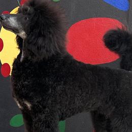 UCH Collie - Poodle