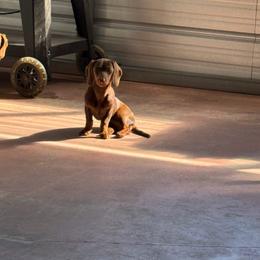 Callie - Dachshund