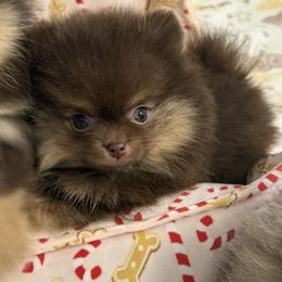Reece - Chocolate and tan female Pomeranian puppy in Newport Beach, California from Exotic City Pomeranians and chihuahuas
