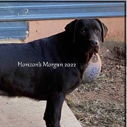 MORGAN - Labrador Retriever