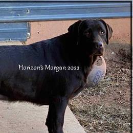 MORGAN - Labrador Retriever
