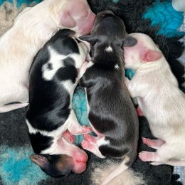 Dachshund Puppies from Gypsy Miniature Dachshunds