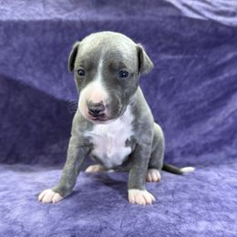 Chamois - Blue brindle female Whippet puppy in Gentry, Arkansas from Mardel Robeson of Mulberry Hollow Whippets