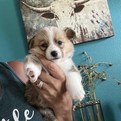 Tulip - Red female Pembroke Welsh Corgi puppy in Chino Valley, Arizona from Blecker Kennel