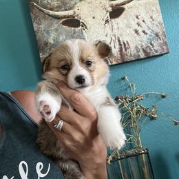 Tulip - Red female Pembroke Welsh Corgi puppy in Chino Valley, Arizona from Blecker Kennel