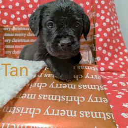 Tan - Black female Labrador Retriever puppy in Parma, Idaho from Campbell Valley Labradors