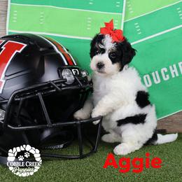 Aggie - Black and white female Bernedoodle puppy in Heyworth, Illinois from Cobble Creek Puppies