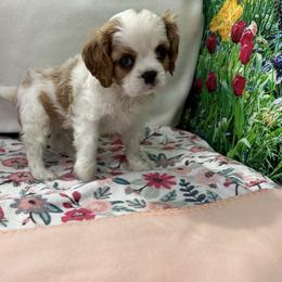 Blenheim Boy - Blenheim male Cavalier King Charles Spaniel puppy in Shipshewana, Indiana from Shelli's Puppies