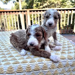 Labradoodle Puppies from Goindoodles