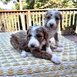 Labradoodle Puppies from Goindoodles