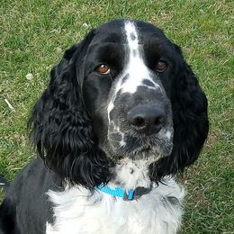 Canyon - English Springer Spaniel