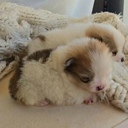 Posie - Orange parti female Pomeranian puppy in Los Angeles, California from Pommies of LA